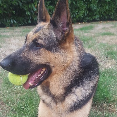 Profile Picture of Andrew Pogue (@Andr3wPogu3) on Twitter