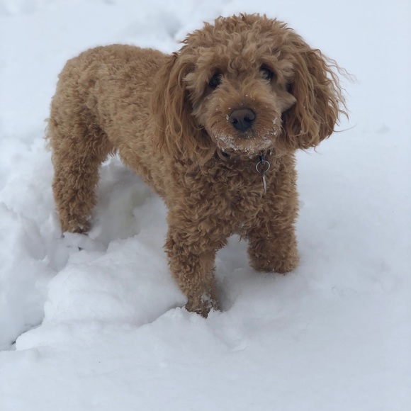 Profile Picture of Daniel Saucier (@dansauce9) on Poshmark