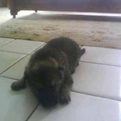 Profile Picture of Joe Darius Ceasar (@jcesar19) on Twitter