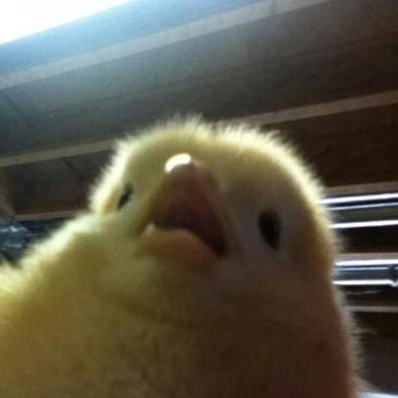 Profile Picture of Victor Ngai (@whitephos) on Poshmark