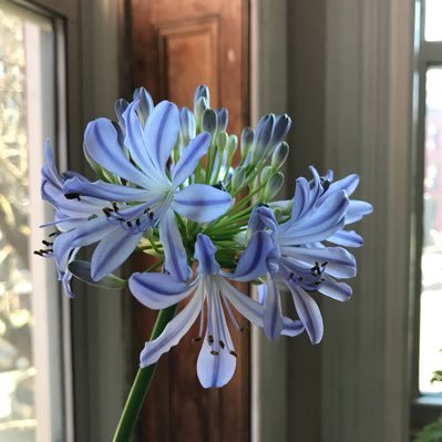 Profile Picture of Alice Browne (@alicebrowne9) on Twitter