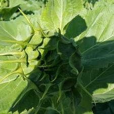 Mardell Michael - Twitter Profile Picture of Mardell Michael (@Peace_for_Syria) on Twitter