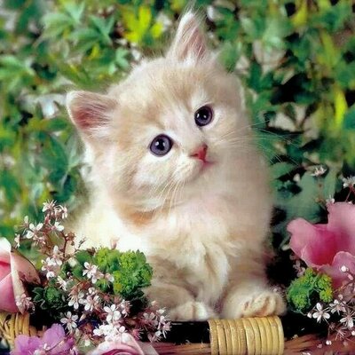 Profile Picture of Elda Saenz (@elda__saenz) on Twitter