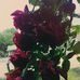 Profile Picture of Tamara Barba (@tamara.barba.906) on Facebook
