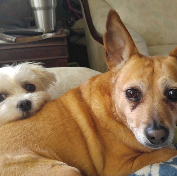 Profile Picture of Pamela Kernstine (@elaz) on Poshmark