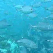 Profile Picture of Jens Petersen (@jnpet) on Youtube