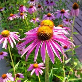 Profile Picture of Steve Benning (@3891069fb96f4cd) on Twitter