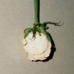 Profile Picture of Eugene Lee (@lazytooth) on Flickr