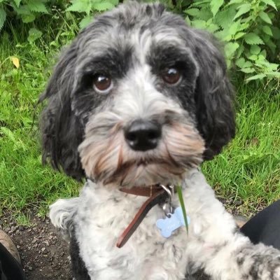Profile Picture of Prof Andrew Gale (@AWGale) on Twitter