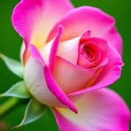 Profile Picture of Beatriz Adriana Diego (@Beatriz-Adriana-Diego) on Facebook