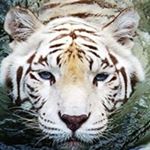 Profile Picture of Amanda Dawe (@mandybd4) on Instagram