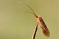 Profile Picture of Chaetopteryginion Wikipedia