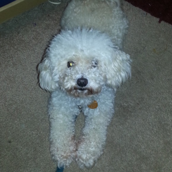 Profile Picture of M l Perkins (@6flagsjunkie) on Poshmark