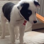 Profile Picture of Chip Phillips (@chipcollie) on Instagram