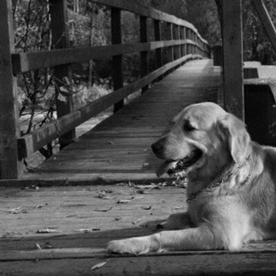 Profile Picture of Nancy Lesperance (@domusik) on Twitter