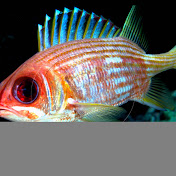 GurryStrummingString - Youtube Profile Picture of GurryStrummingString (@GurryStrummingString) on Youtube