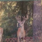 Profile Picture of Tyler Olson (@tyler.olson.1029) on Instagram