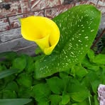 Paula Wallis - Facebook Profile Picture of Paula Wallis (@paula.wallis.186) on Facebook