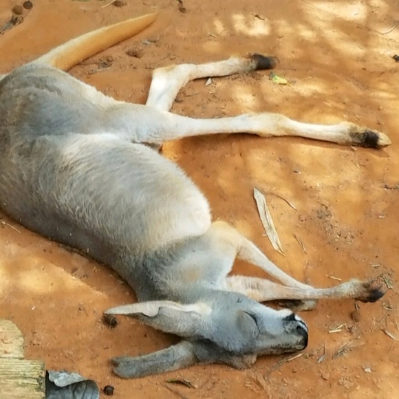 Profile Picture of Lawrence Paul (@lawrencepaul) on Poshmark