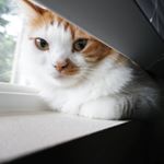 Profile Picture of Chris (@chris_zorn) on Instagram