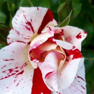 Profile Picture of Josiane Gauthier (@josiane.gauthier.1232) on Facebook