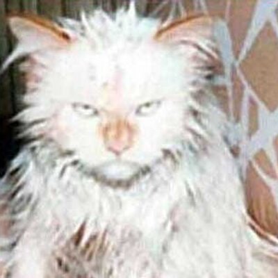 Profile Picture of Scott Kahl (@Str_eng) on Twitter