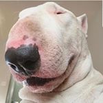 Profile Picture of Ian logan (@greenwald1818fanaccount) on Instagram