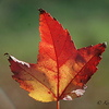Profile Picture of kmcgrath1234 (@kmcgrath1234) on Flickr