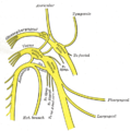 Profile Picture of Vagus nerve - Wikipedia, the free encyclopediaon Wikipedia
