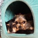Profile Picture of Tinkerbell & Penny Lane (@tinknpenny) on Instagram