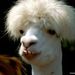 Profile Picture of James Legrow (@jameslegrow) on Pinterest