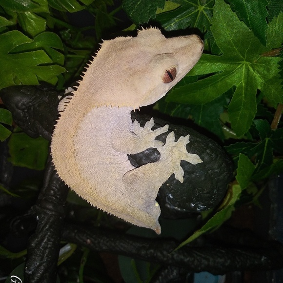 Profile Picture of Ronald Keys (@gmann65) on Poshmark