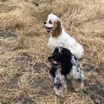 Profile Picture of 🐾🐶 NEIL & OLIVER 🐶🐾 (@neilandoliver_thecockers) on Instagram