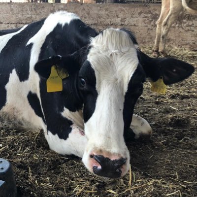 Profile Picture of Sencer Solakoglu (@sencer_s) on Twitter