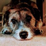 Profile Picture of Steven Kearl (@instakearl) on Instagram