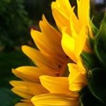 Profile Picture of Pat Postel Winn (@postelwinn) on Instagram