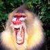 Profile Picture of Thomas Heumann (@thomas.heumann.37) on Facebook