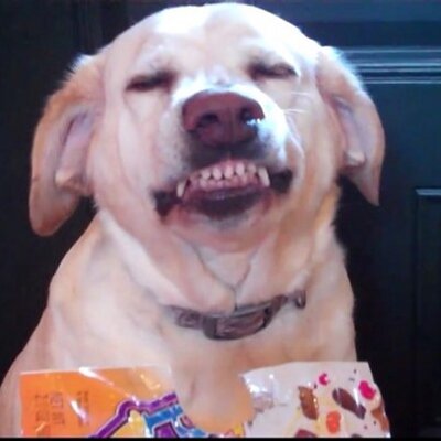 Profile Picture of Austin  Crittenden (@@critsauce21) on Twitter