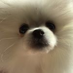 Profile Picture of Sobaka Gucci (@gucci.sobaka) on Instagram