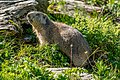 Profile Picture of Marmoton Wikipedia