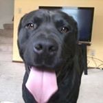 Profile Picture of Steve Bartlett (@steve.bartlett.56) on Instagram