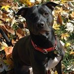 Profile Picture of Greg Angstadt-Williams (@greg_sticky_feet_reptiles) on Instagram