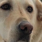 Profile Picture of Jack Samet (@jacksamet1349) on Youtube