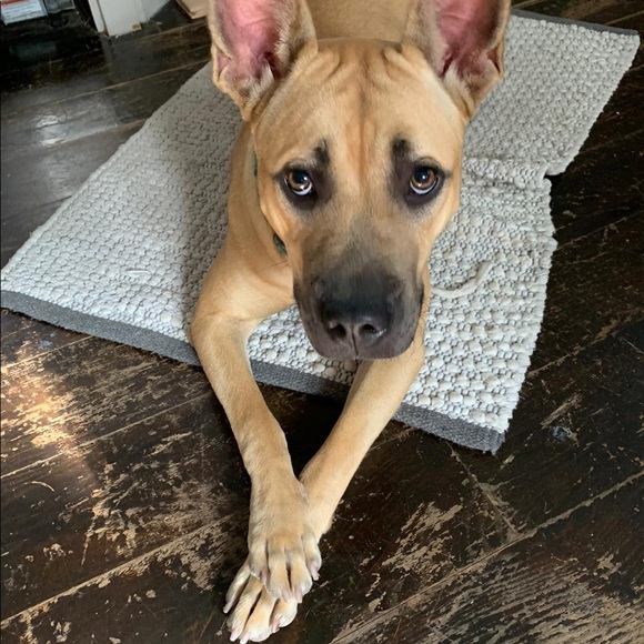 Profile Picture of Gianni Giambi (@giannigiambi) on Poshmark