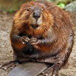 Profile Picture of Glen McMillan (@plumberglen) on Instagram