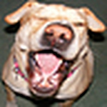 Profile Picture of Donna Andrews-Maness (@thebeadmuse) on Flickr