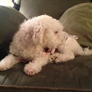 Profile Picture of Nicholas Parimucha (@nicholasparimuc) on Pinterest