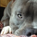 Profile Picture of Carlos Cardenas (@vitothedog1) on Instagram