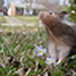 Profile Picture of Honey Crystal (@honey crystal) on Flickr