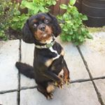 Profile Picture of Kim Symonds (@kim.symonds70) on Instagram